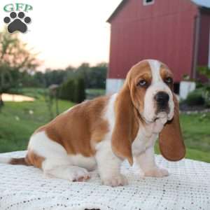 Barney, Basset Hound Puppy